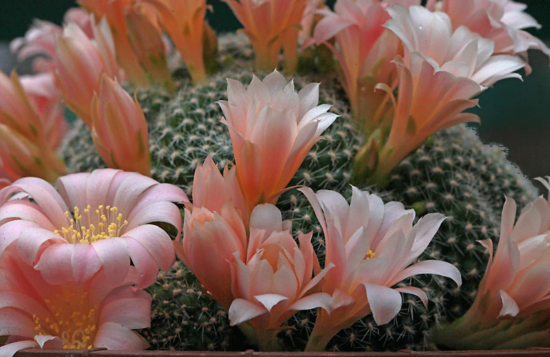 Rebutia cv Carnival